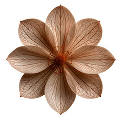 Close up of flower on black background with white and brown flower.