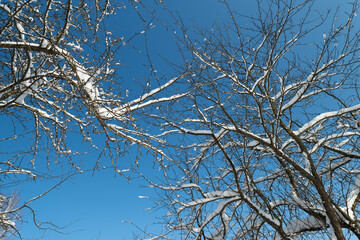 Obraz premium Serene winter landscape emphasizing simplicity and seasonal beauty, Peaceful bare tree branches against vivid blue sky create minimalist seasonal imagery for social media