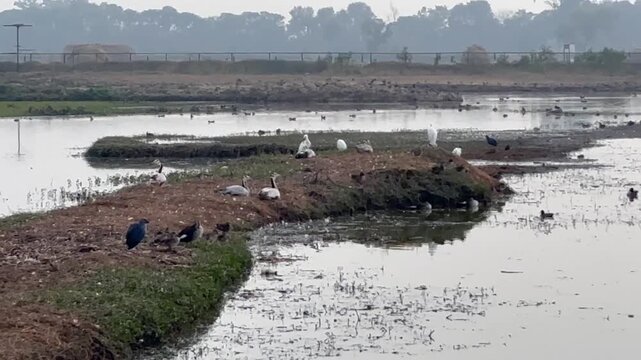 Migratory birds