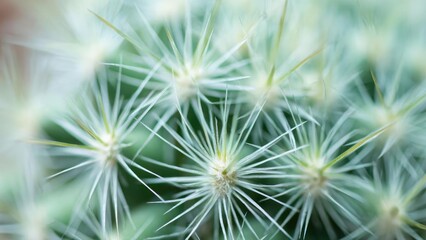 Macro shot of a cactus with numerous long white spines radiating from yellowish areoles. Concept Macro cactus close-up, White spines radiating from yellowish areoles, Desert plant texture and detail