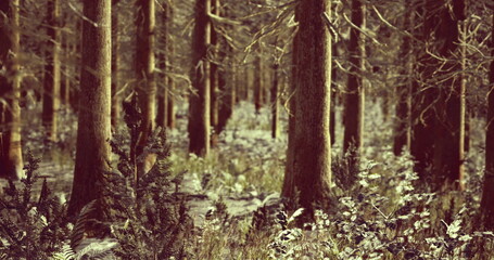 Obraz premium A serene forest filled with tall trees and rich greenery creates a tranquil atmosphere. The ground is covered in ferns and wild plants, adding to the lush environment.
