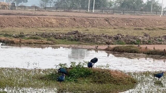 Migratory birds
