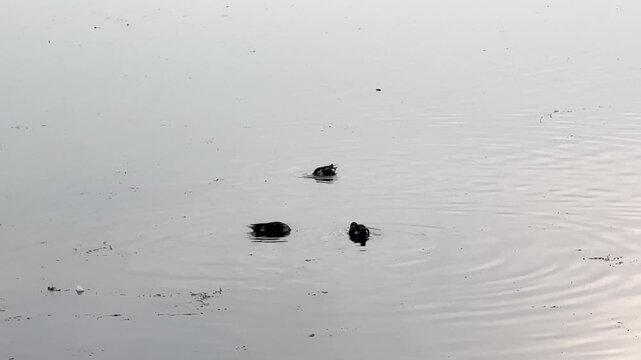 Migratory birds