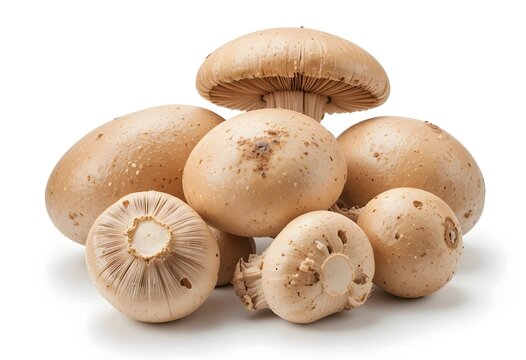 Freshly harvested mushrooms displayed in a natural setting against a plain background. mush