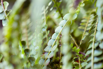 Button Fern Leaf Detail with Shallow Depth of Field © Inna