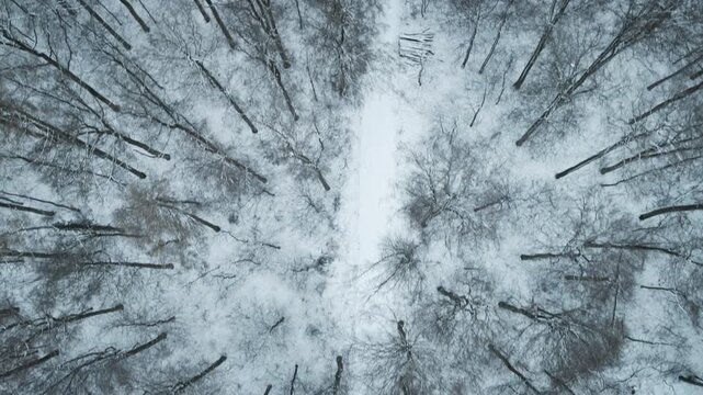 Backward drone flight over snowy Elchingen forest, showcasing evergreen trees