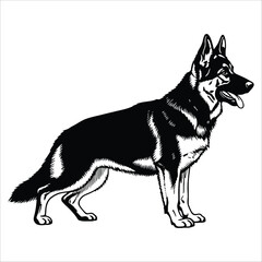 Loyal Companion: A regal German shepherd stands in proud profile, epitomizing the breed's intelligence and strength. A classic portrayal