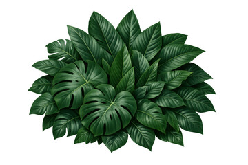 Fototapeta premium Lush tropical foliage creating a natural frame, featuring monstera deliciosa and broad green leaves on transparent background