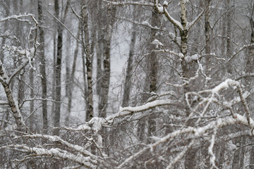 Obraz premium Snow covered birch branches closeup, seed clusters and thin trunks blurred, soft falling snow, muted monochrome palette, calm serene mood, ideal for nature editorial