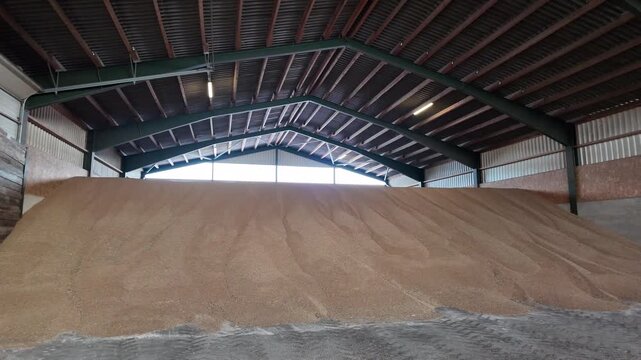 Large quantities of harvested wheat stored in an agricultural storage hall, forming a massive grain pile inside an industrial farm building. The scene represents modern grain storage