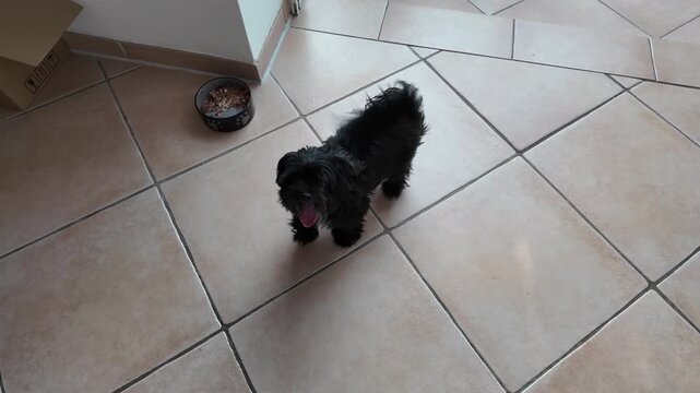 A small Bolonka dog excitedly spinning in circles indoors while waiting for fresh food from its owner. The playful pet stands on its hind legs in a kitchen environment, showing anticipation and joy
