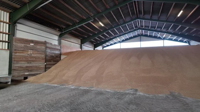 Large quantities of harvested wheat stored in an agricultural storage hall, forming a massive grain pile inside an industrial farm building. The scene represents modern grain storage