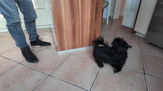 A small Bolonka dog excitedly spinning in circles indoors while waiting for fresh food from its owner. The playful pet stands on its hind legs in a kitchen environment, showing anticipation, and joy