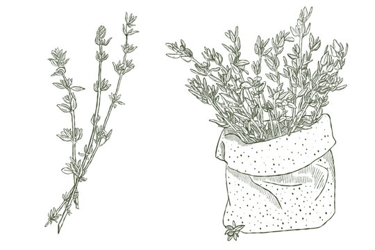 Thyme herb branches in bundle illustrated in vintage botanical engraving style