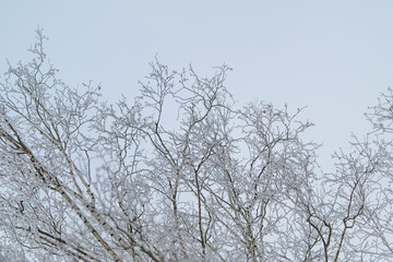 Obraz premium Gentle snow adorns slender tree limbs, Calm winter scene with snowy twigs and overcast sky, Tranquil winter landscape featuring frosted branches against muted grey sky