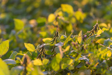 Sunkissed soybean pod scene capturing peaceful countryside ambiance, Gentle morning light highlights tiny soybean pods and lush foliaged landscape in rural harmony
