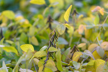 Single plant theme, Isolated bean stem amidst foliage, Lone soybean plant surrounded by lush greenery, Solitary soybean stalk against backdrop of dense leaf cover