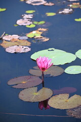 Views from the water gardens on the approach to the Neak Poan temple in the Angkor area of Cambodia near Siem Reap