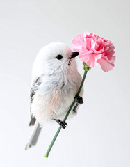 Cute shimaenaga with a pink carnation, close up
ピンクのカーネーションとシマエナガのアップ