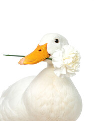 White duck holding a white carnation on white background
白いカーネーションをくわえた白いアヒル