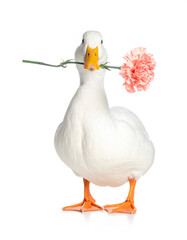 Cute duck holding a pink carnation on white background
ピンクのカーネーションをくわえたかわいいアヒル