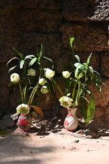 Floral offering at a temple in the Angkor area - beautiful display closeup