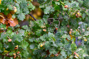 Vibrant Oak Leaves Beautifully Displaying Acorns in the Heart of Natures Endless Beauty