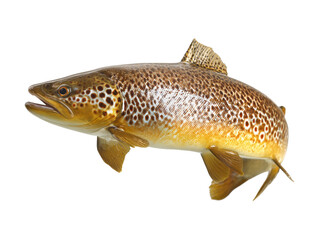Obraz premium Trout fish side view isolated on transparent background