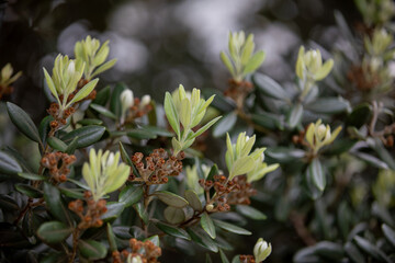 Boxwood (buxus sempervirens) spied along the path of our hike around Truro (Cornwall, UK).