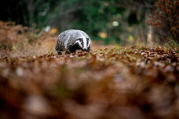 European badger (Meles meles) walking through autumn forest, low angle view of wild mammal among fallen leaves, natural woodland habitat, calm wildlife scene in European nature © Dagmar