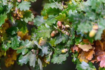 A Detailed CloseUp of Beautiful Oak Leaves Accompanied by Acorns in Natures Splendor