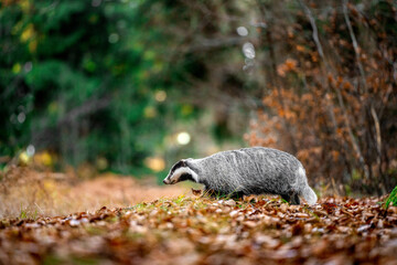 European badger (Meles meles) walking through autumn forest, low angle view of wild mammal among fallen leaves, natural woodland habitat, calm wildlife scene in European nature © Dagmar
