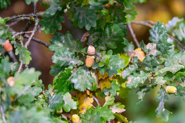 An Oak Tree adorned with Acorns and showing off its Vibrant Green Leaves during Autumn
