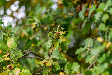 Lush Oak Leaves on a Branch in a Beautiful Natural Setting Surrounded by Vibrant Flora
