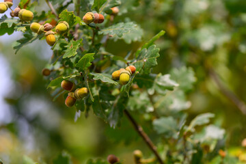 A Stunningly Vibrant Oak Tree Displaying Acorns and Leaves in a Beautiful Natural Setting