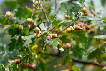 Acorns and Green Oak Leaves Found in Nature, Showcasing Their Unique Beauty and Importance