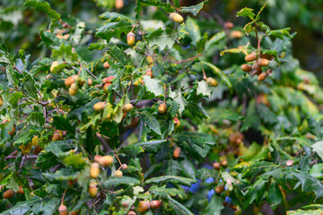 A branch from a Fruiting Oak Tree, adorned with both Acorns and vibrant Leaves, thriving naturally