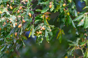 A CloseUp View of Beautiful Oak Tree Leaves and Acorns Intertwined Together in Nature