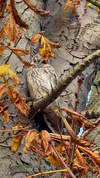 Ruhende Waldohreule (Asio otus) im Schlafbaum bei Wind,Eine Waldohreule (Asio otus) sitzt im Schlafbaum, w&auml;hrend der Wind durch das Gefieder weht. Der direkte Blick in die Kamera zeigt Ruhe des Vogels