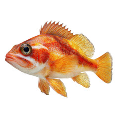 Fototapeta premium A vibrant orange fish with white stripes swimming in the dark water