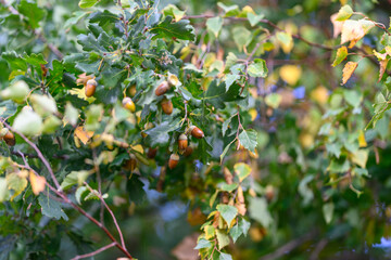 Oak Tree Acorns and Leaves in Beautiful Autumn Season with Gorgeous Color Variation