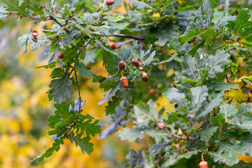 An Oak Tree Branch gracefully adorned with numerous Acorns during the stunning season of Autumn