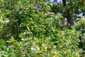 The Lush and Vibrant Green Oak Tree Foliage adorned with Bright Berries in Sunlight