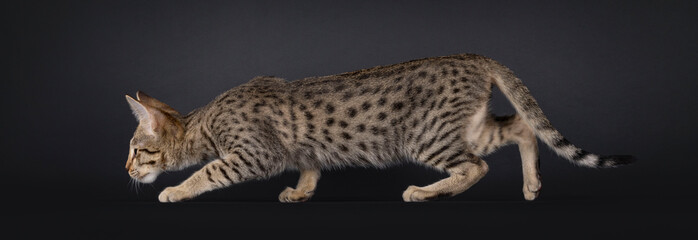 Obraz premium Domestic feline crouching side ways, moving stealthily in a hunting posture. Looking straight ahead and away from camera. Isolated on a black background.