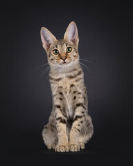 Pretty savannah cat, sitting up facing front. Looking towards lens with cute head tilt. Isolated on a black background. savannah cat, sitting up facing front. Looking towards lens. Isolated on a black