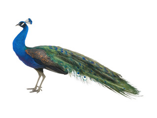 Obraz premium Peacock standing cutout isolated on transparent background