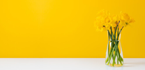 A bouquet of bright yellow daffodils in a clear vase. Spring composition on a plain yellow background with space for text or banner.