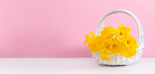 A bright bouquet of yellow daffodils in a white wicker basket against a soft pink wall. Spring mood. Easter basket. Women's Day. Banner. Front view.