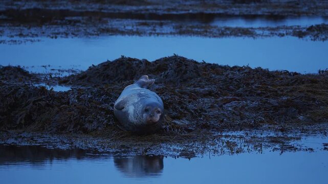 A single harbor seal lies peacefully on a dark seaweed-covered reef during twilight at Ytri Tunga beach in Iceland.