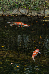 日本　岡山県岡山市北区後楽園の日本庭園内にある池で泳ぐ鯉